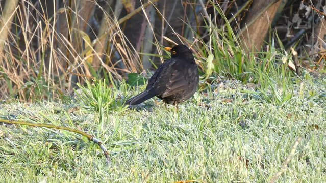 A male common blackbird or turdus merula searching for food.