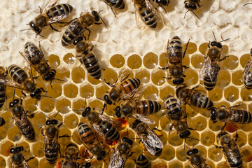 
Process of converting nectar into honey is being carried out. Honey bees are covered in honeycombs.