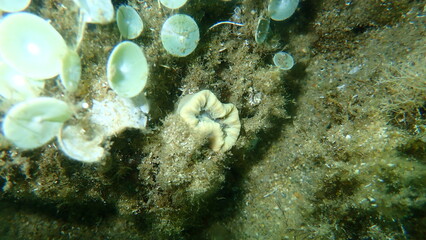 Scarlet coral or pig-tooth coral, european star coral (Balanophyllia (Balanophyllia) europaea) undersea, Aegean Sea, Greece, Halkidiki