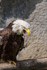 Bald Eagle (Haliaeetus leucocephalus) at Chowiet Island, Semidi Islands, Alaska, USA