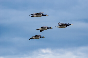 Barnacle Geese (Branta leucopsis) in Barents Sea coastal area, Russia