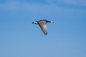 Barnacle Goose (Branta leucopsis) in Barents Sea coastal area, Russia