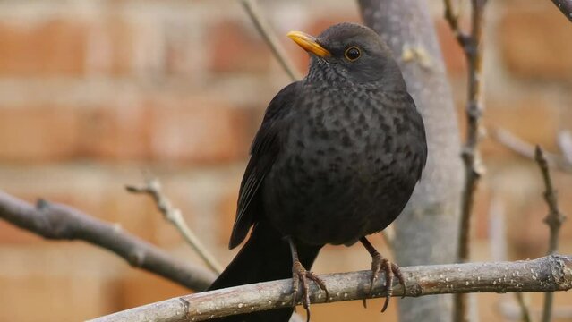 A male common blackbird or Turdus merula perched on a tree branch while looking at camera