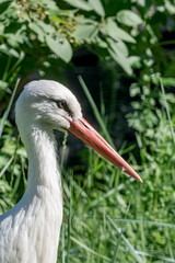 White Stork (Ciconia ciconia)