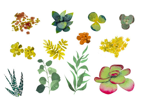A collection of stylish watercolor succulents.Watercolor Set of succulents