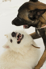 Two dogs playing close up portrait, malinos, or belgian shepherd dog and white canadian shepherd, or white swiss shepherd .