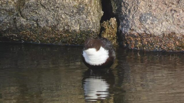 A beautiful Dipper, cinclus cinclus, standing on a branch in the middle of a river.