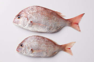 흰색배경 위 참돔 물고기 크기 비교