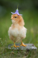 Beautiful one chick on natural background. Adorable yellow little chicken on green background