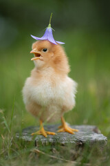 Beautiful one chick on natural background. Adorable yellow little chicken on green background