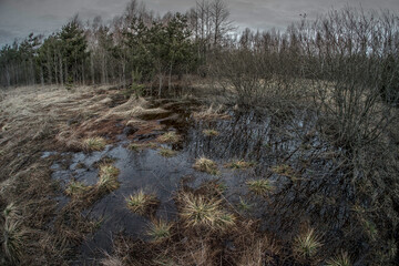 Swamp in the spring forest. Trees in the water after the snow melts.