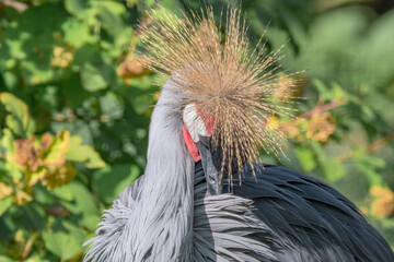 Fototapeta premium Grey Crowned Crane (Balearica regulorum) in park