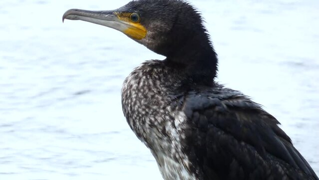 The great cormorant, Phalacrocorax carbo known as the great black cormorant.