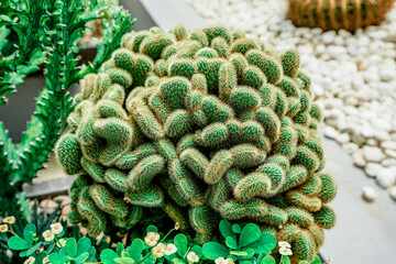 Close up  the brain cactus (Mammillaria elongata cristata)