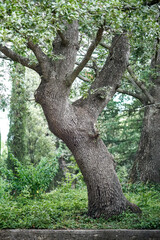 Fluffy oak with lush green leaves grows in city park surrounded by dense vegetation. Growth of Quercus pubescens Willd on sunny summer day