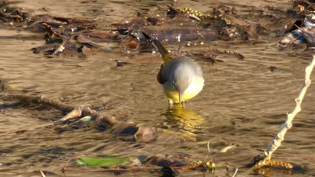 Lavandera Cascadena or gray wagtail, Motacilla cinerea, looking for food in the current of a river.