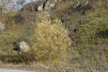 nature, water, lake, tree, sky