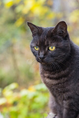 日本　広島県尾道市の猫の細道にいる黒猫