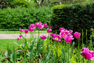 London - 05 07 2022: Close up of purple tulips in Regent's Park