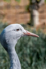 Blue Crane (Anthropoides paradiseus)