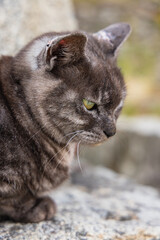 日本　広島県尾道市の猫の細道にいる猫