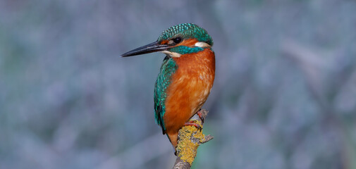 colorful bird spying on its prey on dry branch,Common Kingfisher, Alcedo atthis