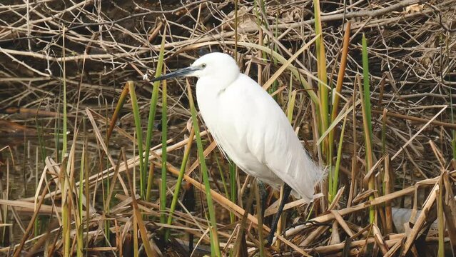 A pretty, slender white egret or Egretta garzetta fishing for small fish and crayfish.