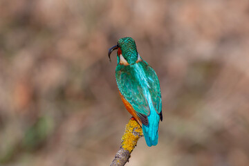 colorful bird spying on its prey on dry branch,Common Kingfisher, Alcedo atthis