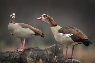 Male and Female Egyptian geese sitting on old log