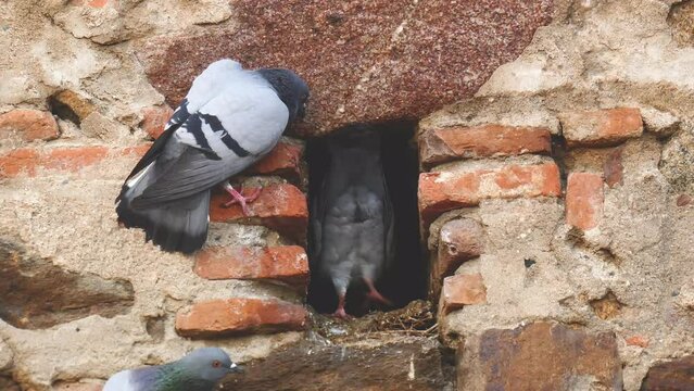 Feral pigeon or Columba livia emerging from nest hole in wall and defending his nest from other pigeons who want to appropriate it