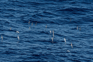 Cape Petrels (Daption capense) in South Atlantic Ocean, Southern Ocean, Antarctica