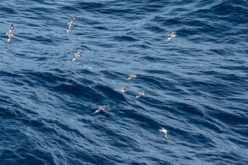Cape Petrels (Daption capense) in South Atlantic Ocean, Southern Ocean, Antarctica