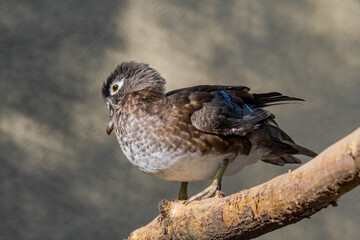 Wood Duck (Aix sponsa) female in Los Angeles County arboretum, Los Angeles, California, USA