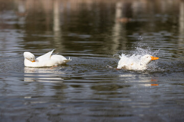Cute white ducks are having fun on the lake, cute ducks, white ducks