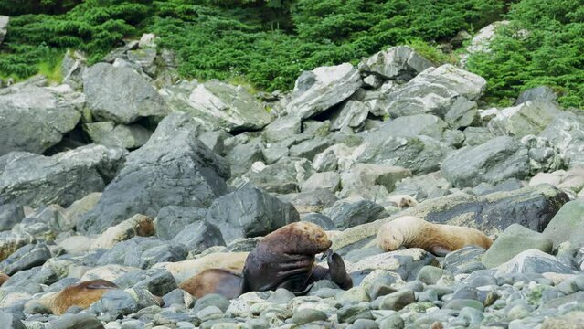 A sea lion scratches its head. Other sea lions sleep and rest among the rocks. The living habits and various postures of sea lions in summer, Alaska. USA., 2017