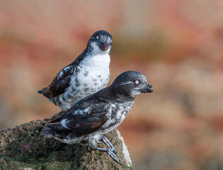 Least Auklets (Aethia pusilla) at colony in St. George Island, Pribilof Islands, Alaska, USA