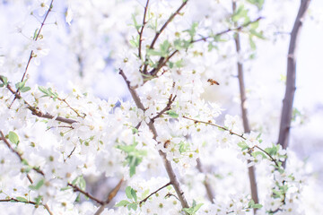 spring flowering white cherry tree zoom