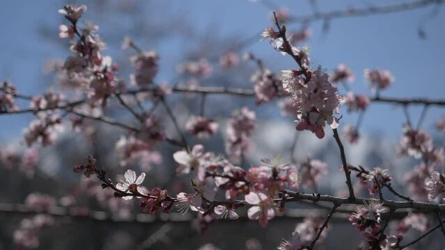 Branches of blossoming wild apricot against the blue sky. Spring mood