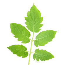 Tomato leaves transparent png
