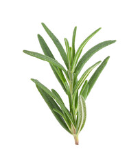 Rosemary  transparent png