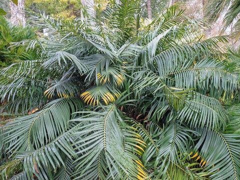 Ceratozamia mexicana cycad plant with dark green foliage