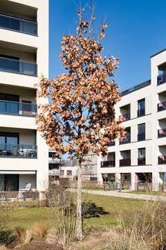 Quercus frainetto Ungarische Eiche  Solit&auml;rbaum