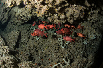 洞窟　ダイビング