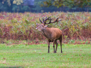 Red Deer Stag Bellowing in a Meadow