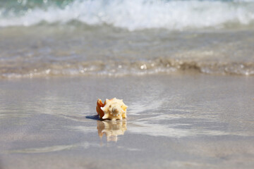 Seashell on the sand against the sea waves. Travel and beach vacation background