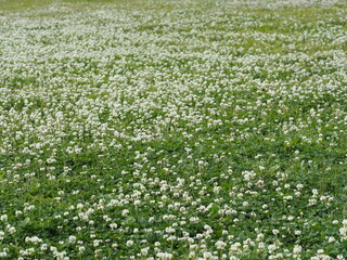 春の公園　一面のクローバー