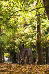 日本　奈良県奈良市の奈良公園にいる野生の鹿