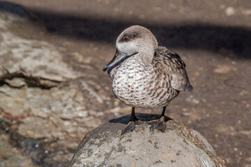 Marbled Duck (Marmaronetta angustirostris) in pond