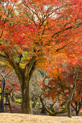 日本　奈良県奈良市の奈良公園の紅葉した木々