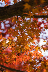 日本　奈良県奈良市の奈良公園の紅葉した木々